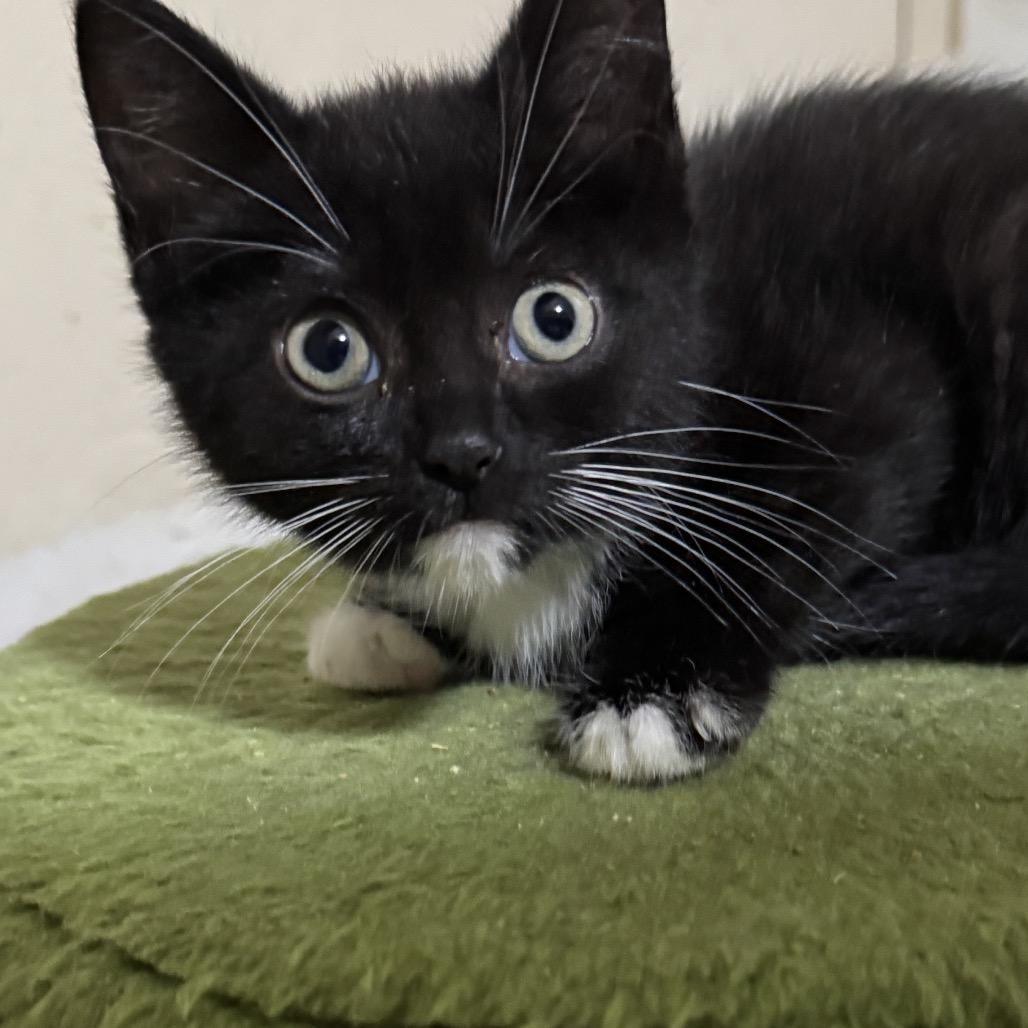 Enlarge Gretchen, a Adoptable Domestic Short Hair in Portage, MI image 3/4