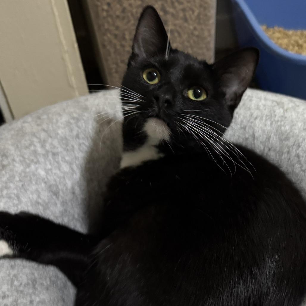 Enlarge Gretchen, a Adoptable Domestic Short Hair in Portage, MI image 5/6