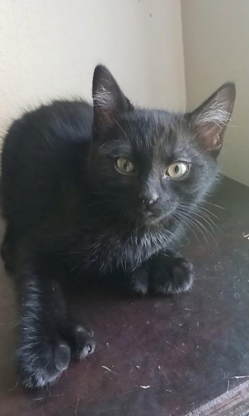 Enlarge Cannellini, a ADOPTABLE Extra-Toes Cat / Hemingway Polydactyl in Pasco, WA image 2/3