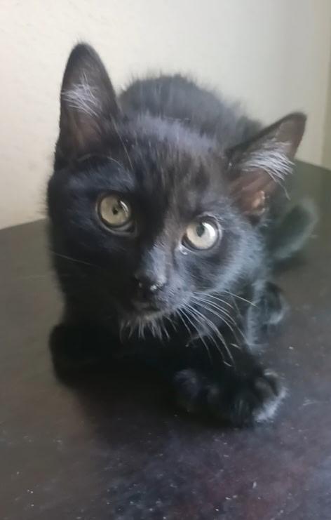 Enlarge Cannellini, a ADOPTABLE Extra-Toes Cat / Hemingway Polydactyl in Pasco, WA image 1/3