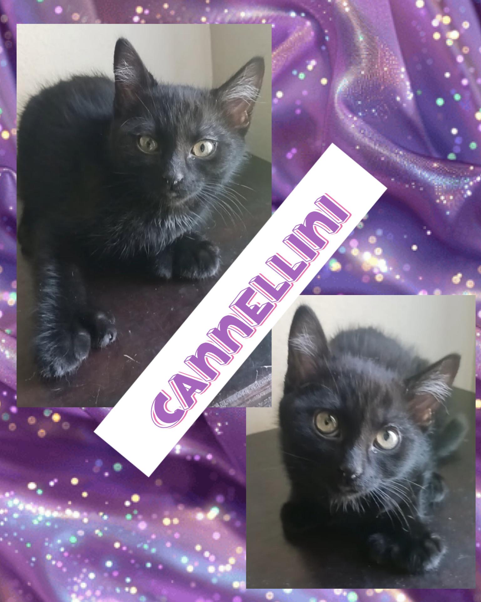 Enlarge Cannellini, a ADOPTABLE Extra-Toes Cat / Hemingway Polydactyl in Pasco, WA image 3/3