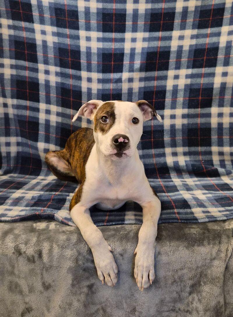 Kermit, a Adoptable Mixed Breed in Jackson, TN image 1/2