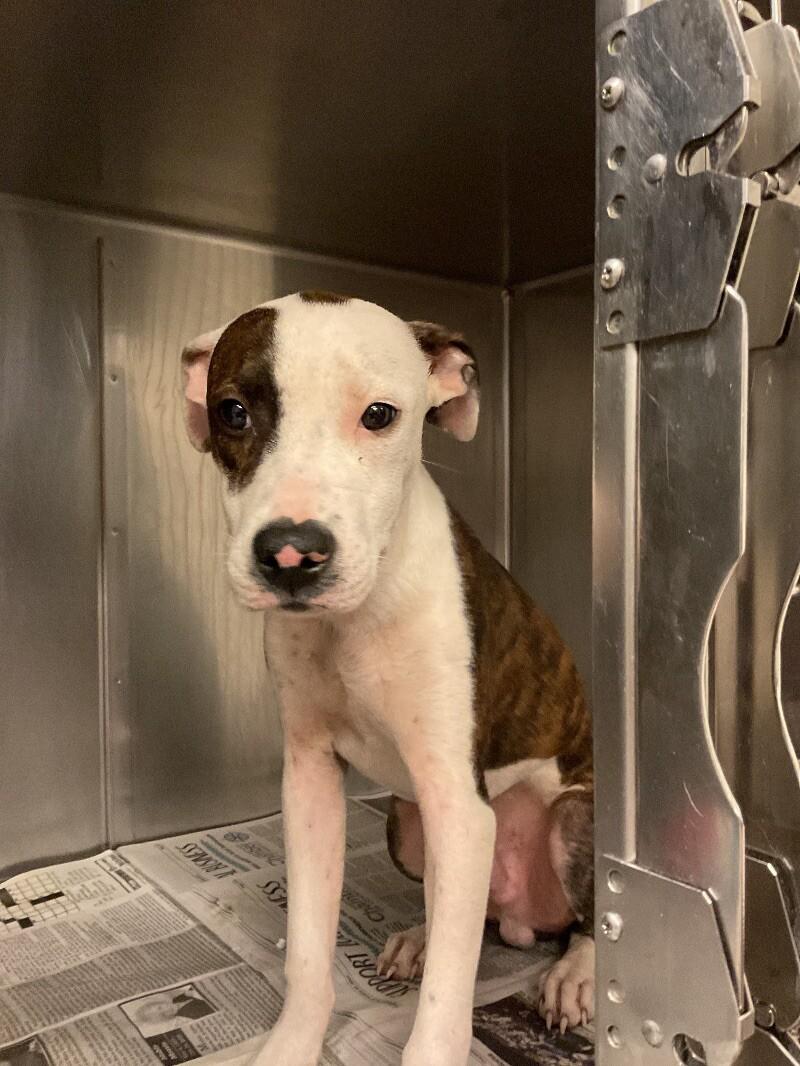 Kermit, a Adoptable Mixed Breed in Jackson, TN image 2/2