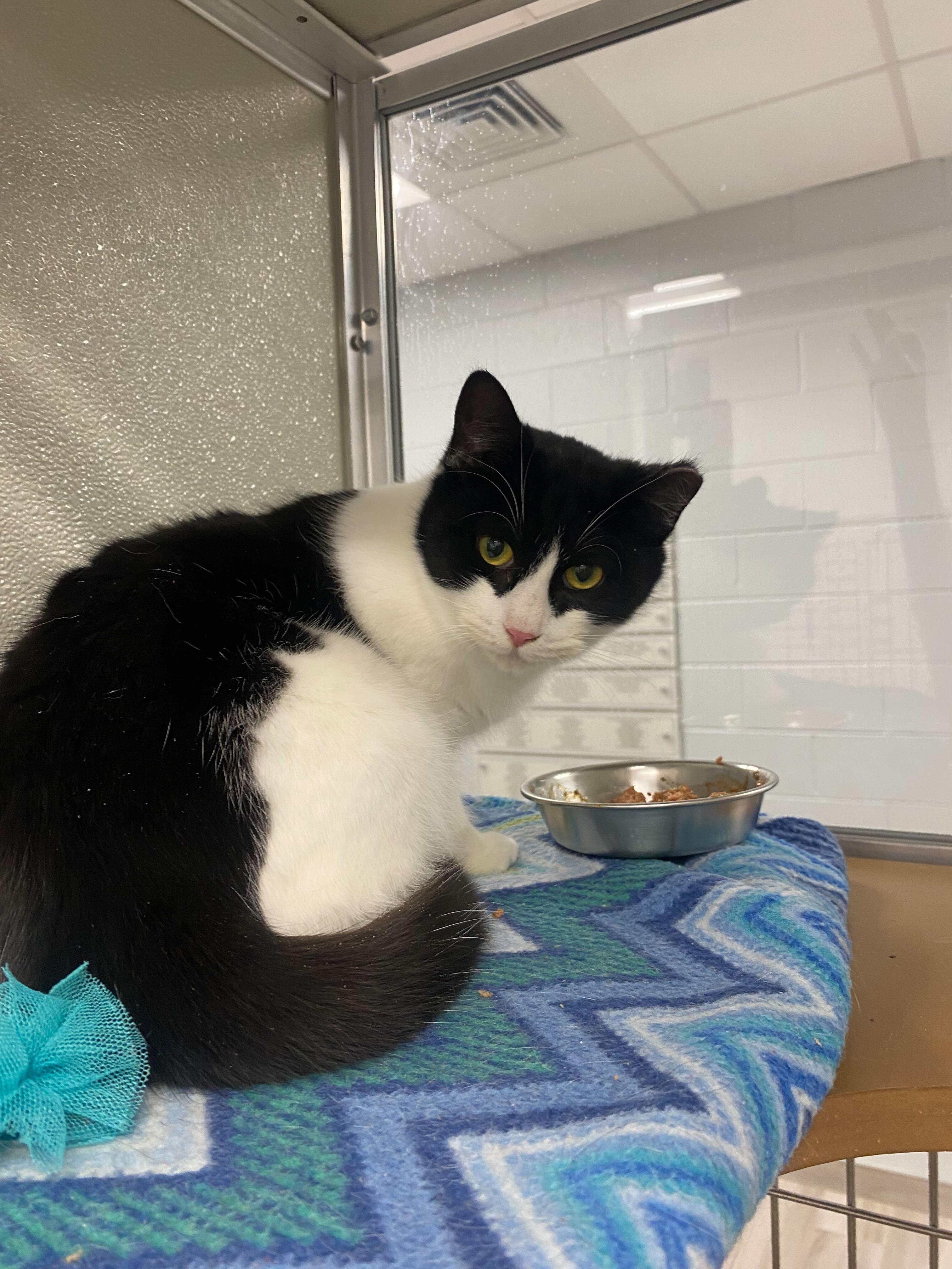 Enlarge Zorra , a ADOPTABLE Domestic Short Hair in Maidens, VA image 2/4