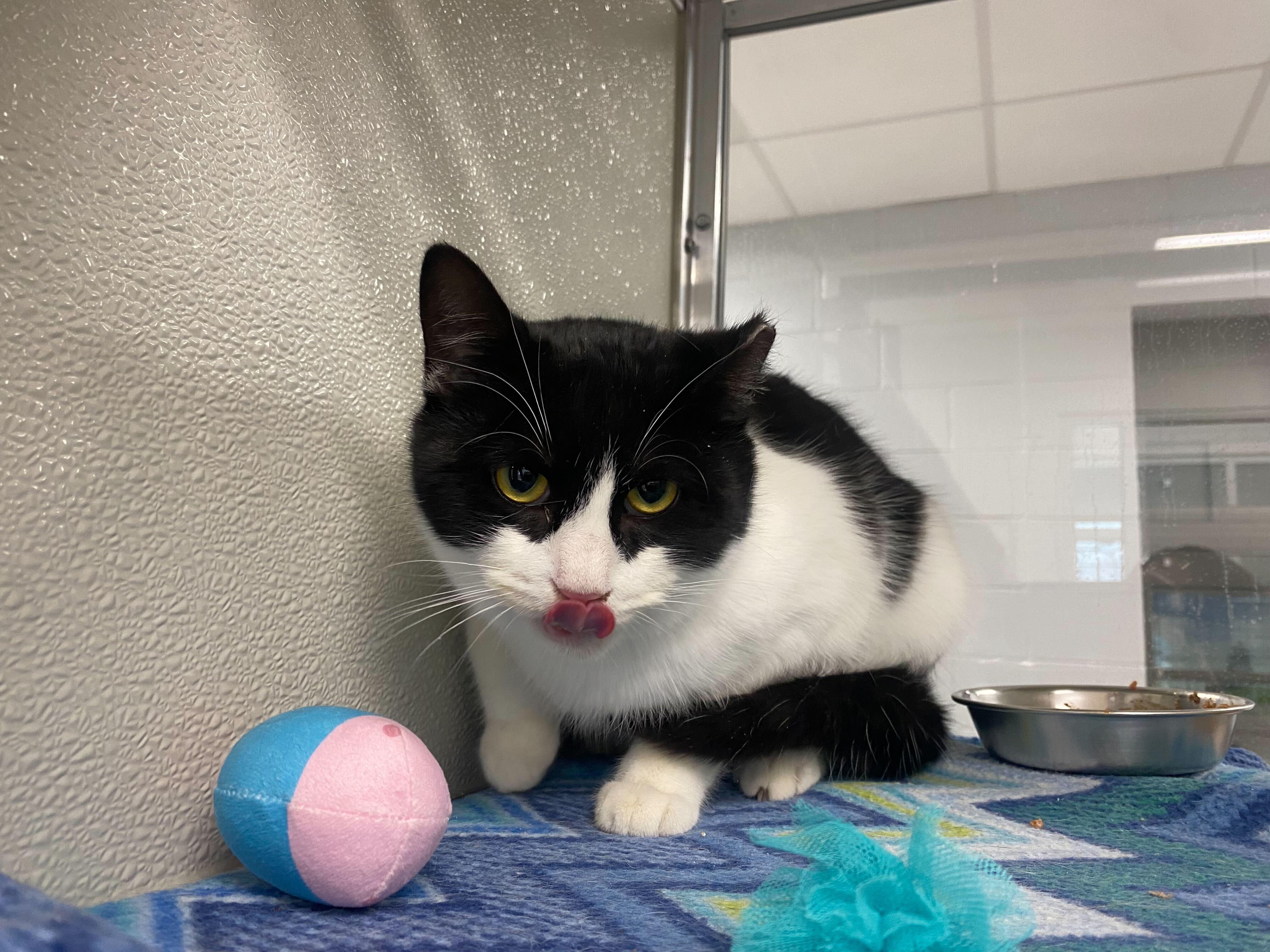 Enlarge Zorra , a ADOPTABLE Domestic Short Hair in Maidens, VA image 4/4