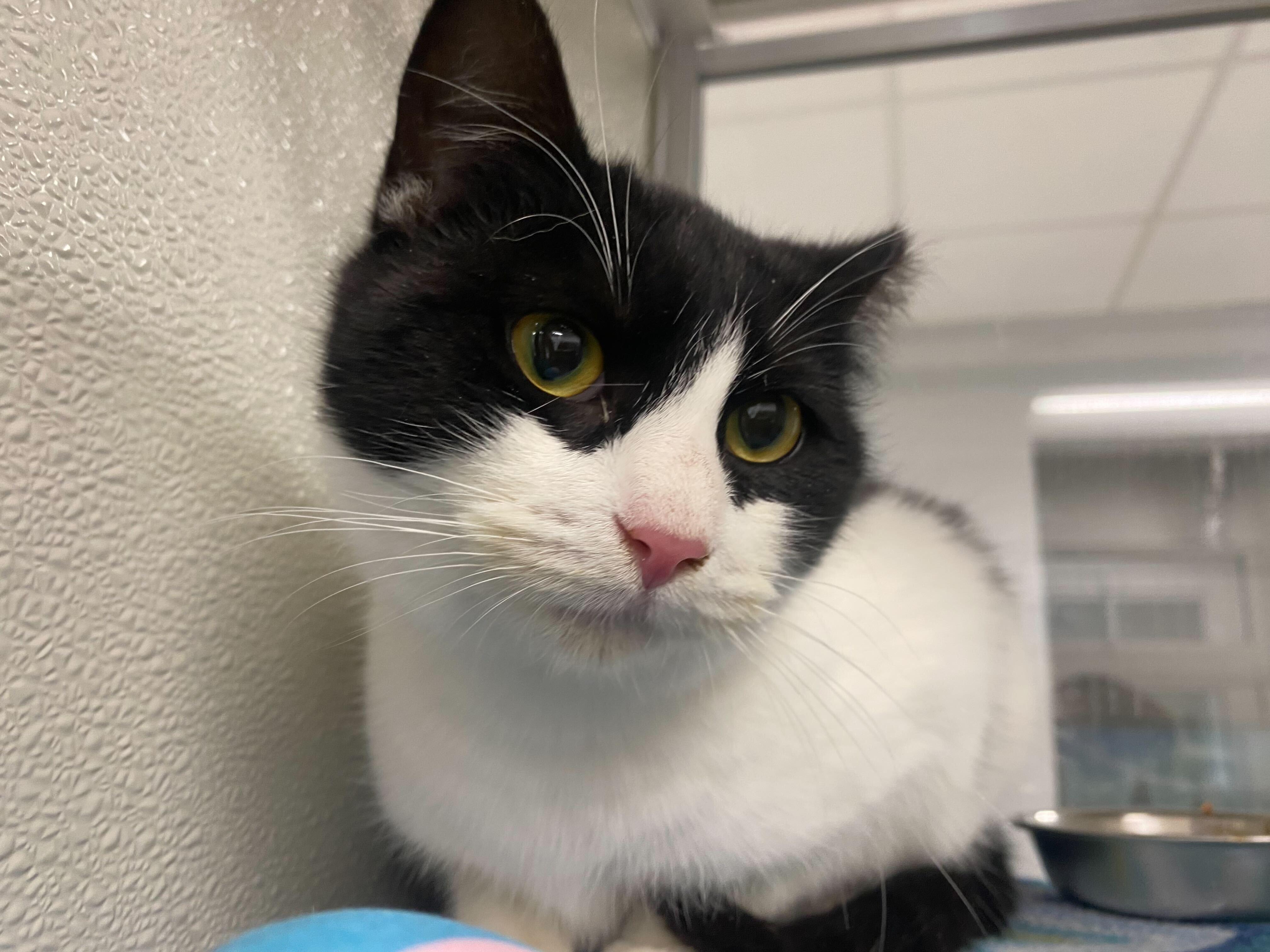 Enlarge Zorra , a ADOPTABLE Domestic Short Hair in Maidens, VA image 1/4