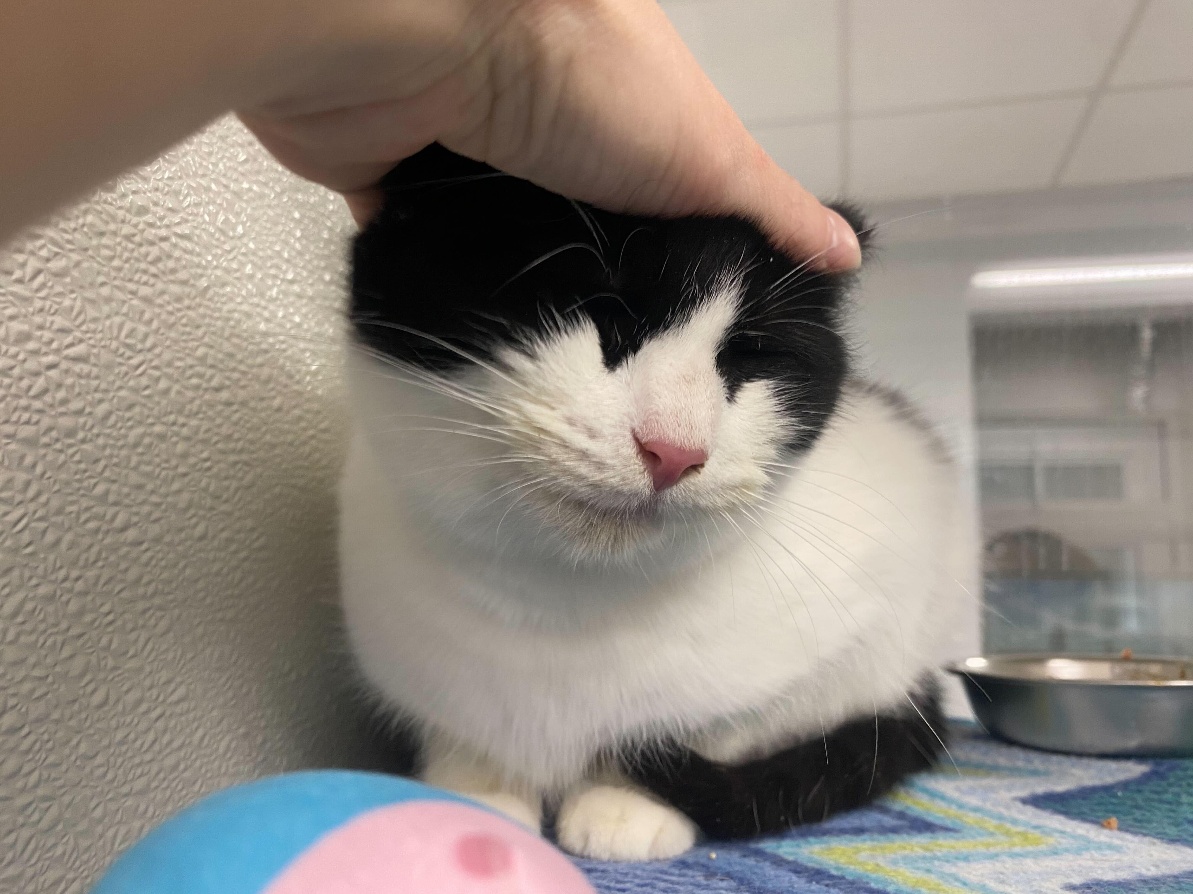 Enlarge Zorra , a ADOPTABLE Domestic Short Hair in Maidens, VA image 3/4