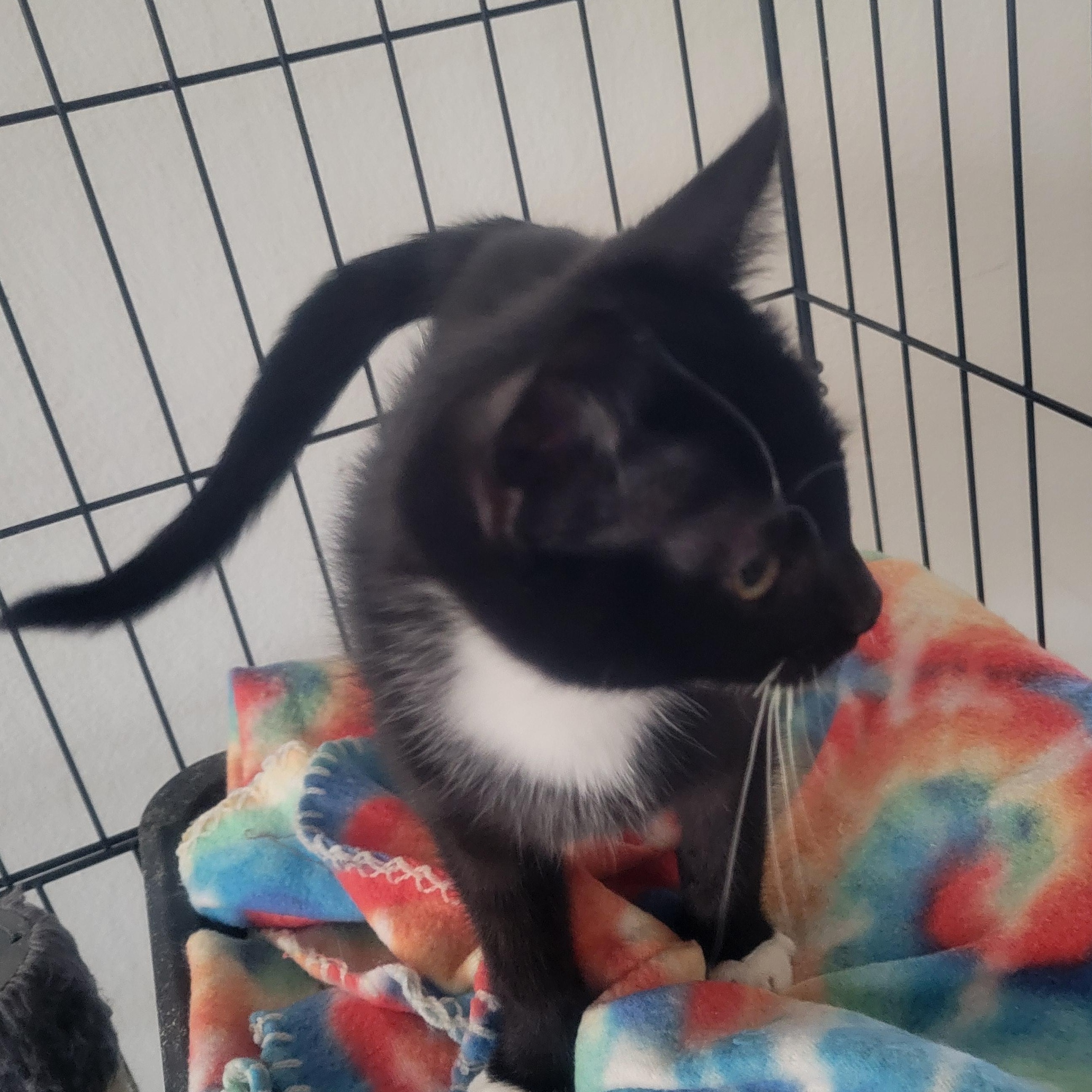 Jack, a Adoptable Domestic Short Hair in Los Angeles, CA image 2/2