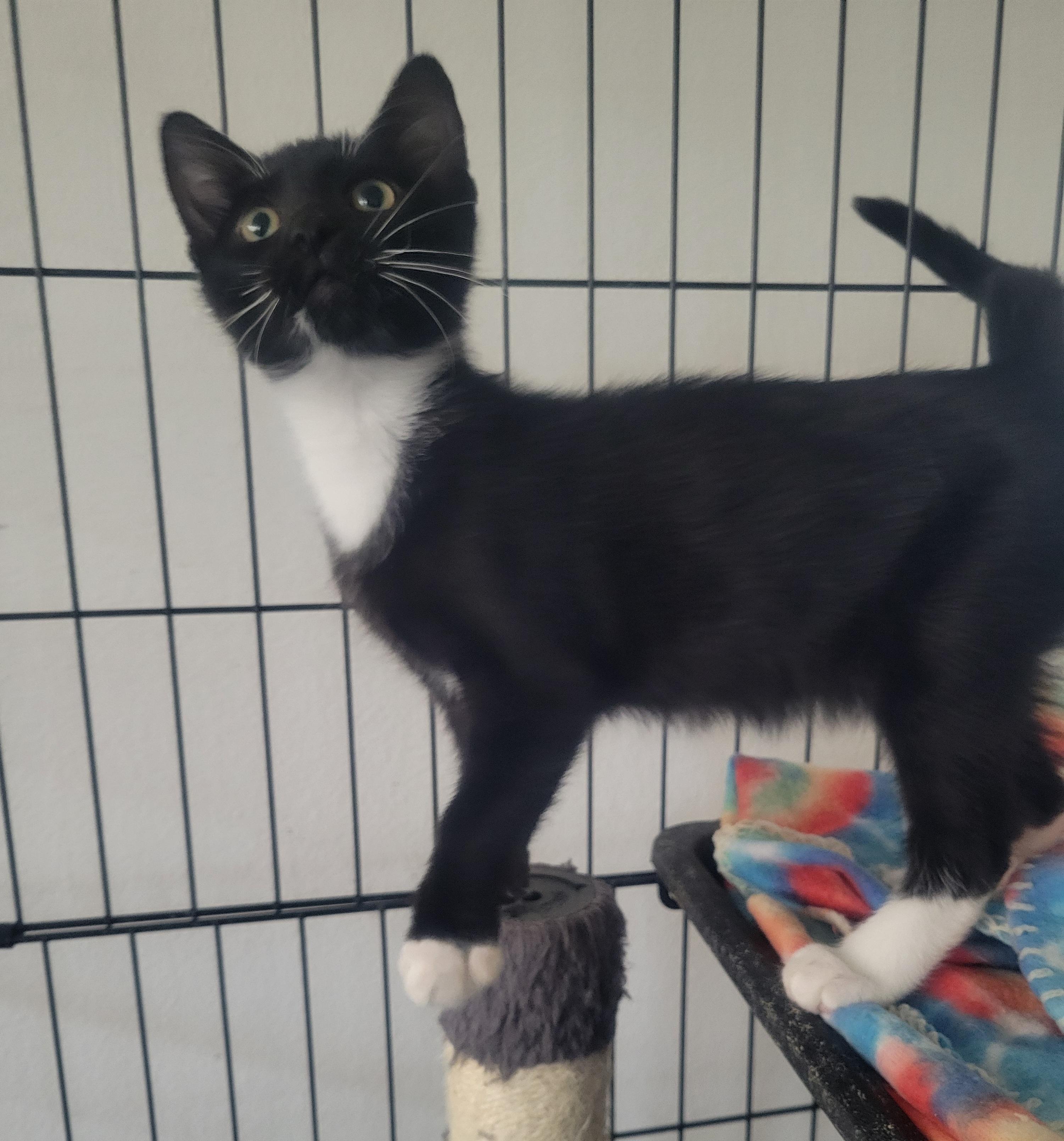 Jack, a Adoptable Domestic Short Hair in Los Angeles, CA image 1/2