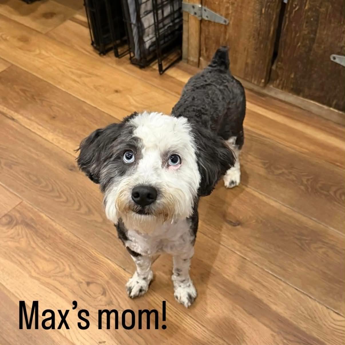 Enlarge Max, a ADOPTABLE mixed breed in Boulder, CO image 2/2
