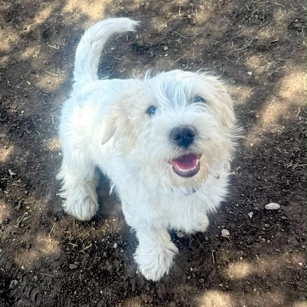 Max, ADOPTABLE, Puppy Male Poodle & Schnauzer.