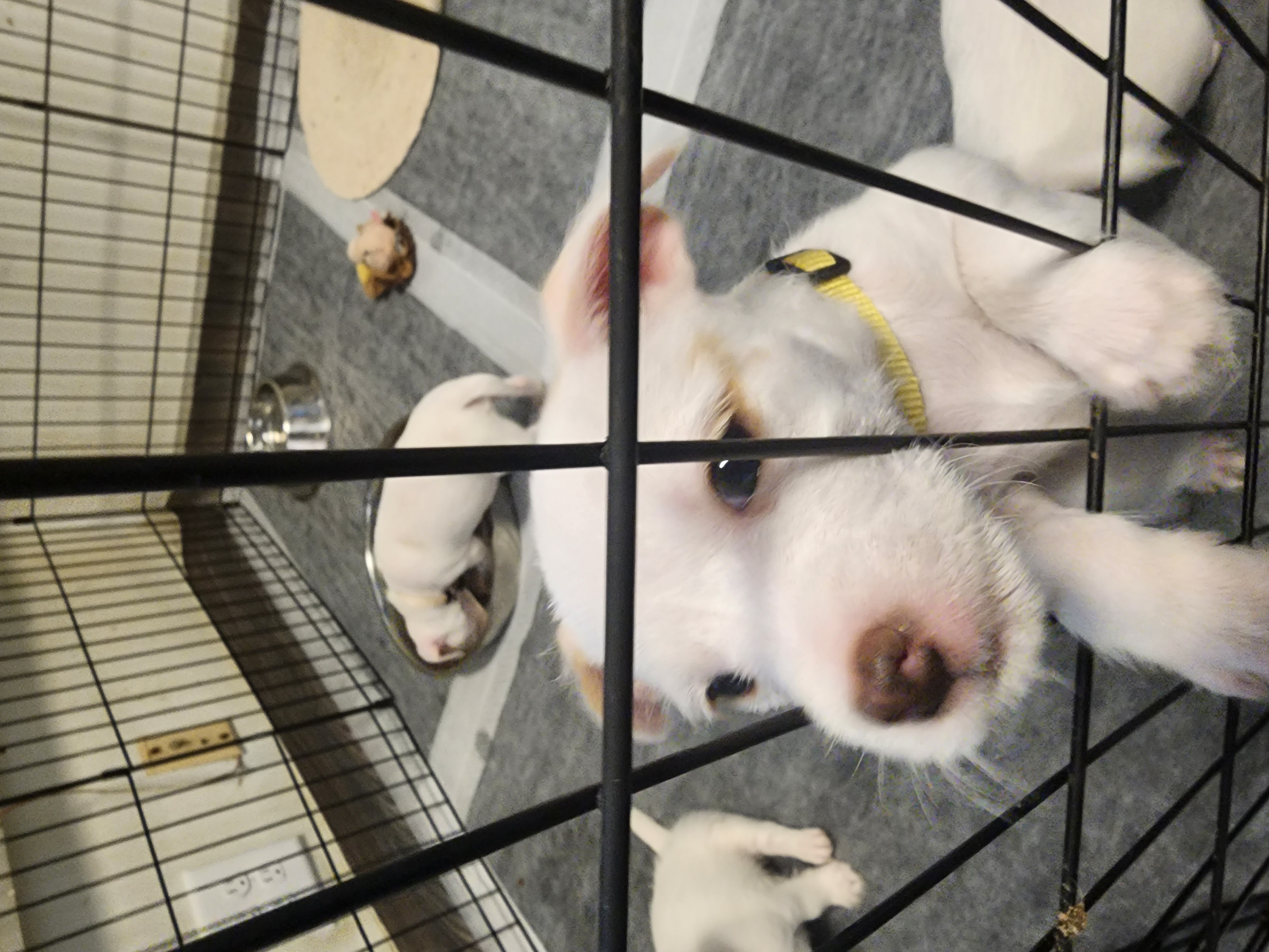 Lily, a Adopted mixed breed in Powder Springs, GA image 1/2