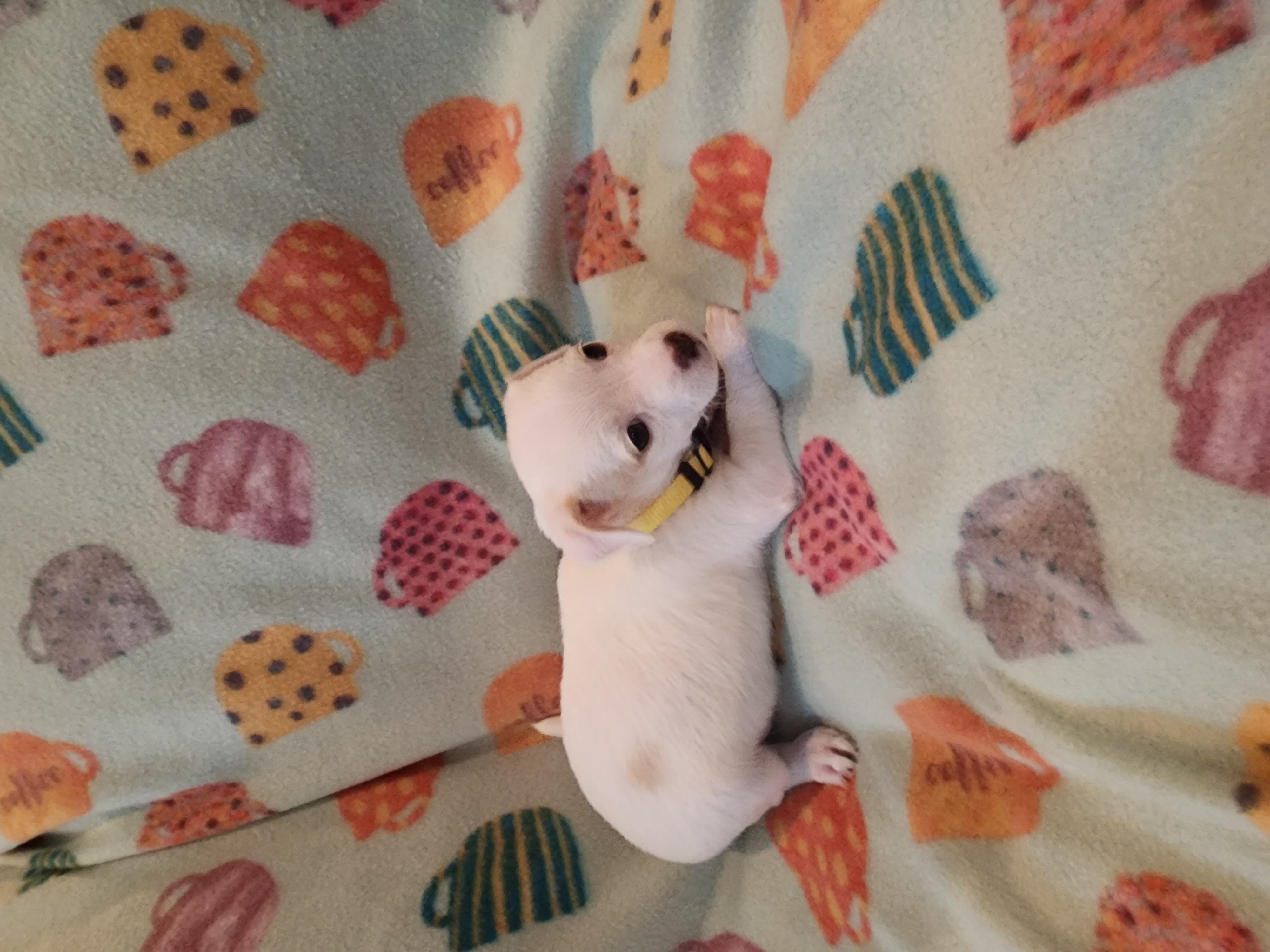 Lily, a Adopted mixed breed in Powder Springs, GA image 2/2