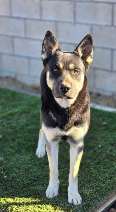 Rubble, a Adoptable German Shepherd Dog in Coos Bay, OR image 1/8