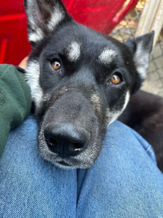 Rubble, a Adoptable German Shepherd Dog in Coos Bay, OR image 4/8