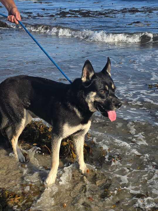 Rubble, a Adoptable German Shepherd Dog in Coos Bay, OR image 6/8