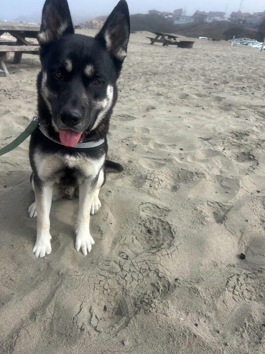 Rubble, a Adoptable German Shepherd Dog in Coos Bay, OR image 5/8