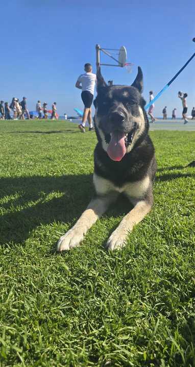 Enlarge Rubble, a Adoptable German Shepherd Dog in Coos Bay, OR image 7/8