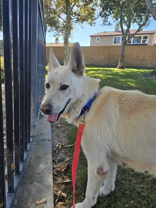 Rubble, a Adoptable German Shepherd Dog in Coos Bay, OR image 2/8
