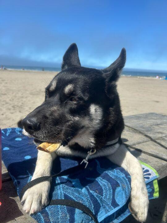 Enlarge Rubble, a Adoptable German Shepherd Dog in Coos Bay, OR image 8/8