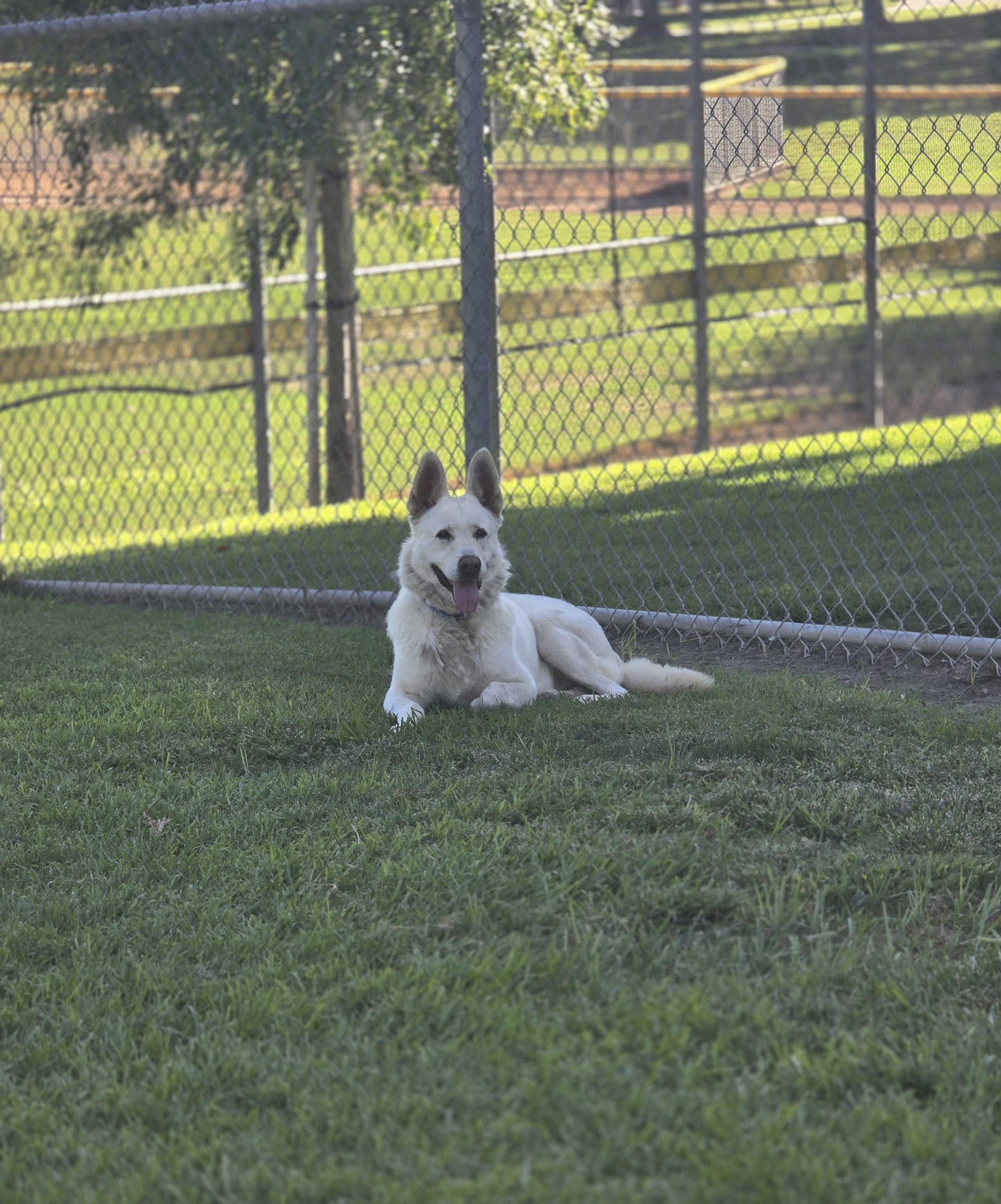 Rubble, a Adoptable German Shepherd Dog in Coos Bay, OR image 3/8