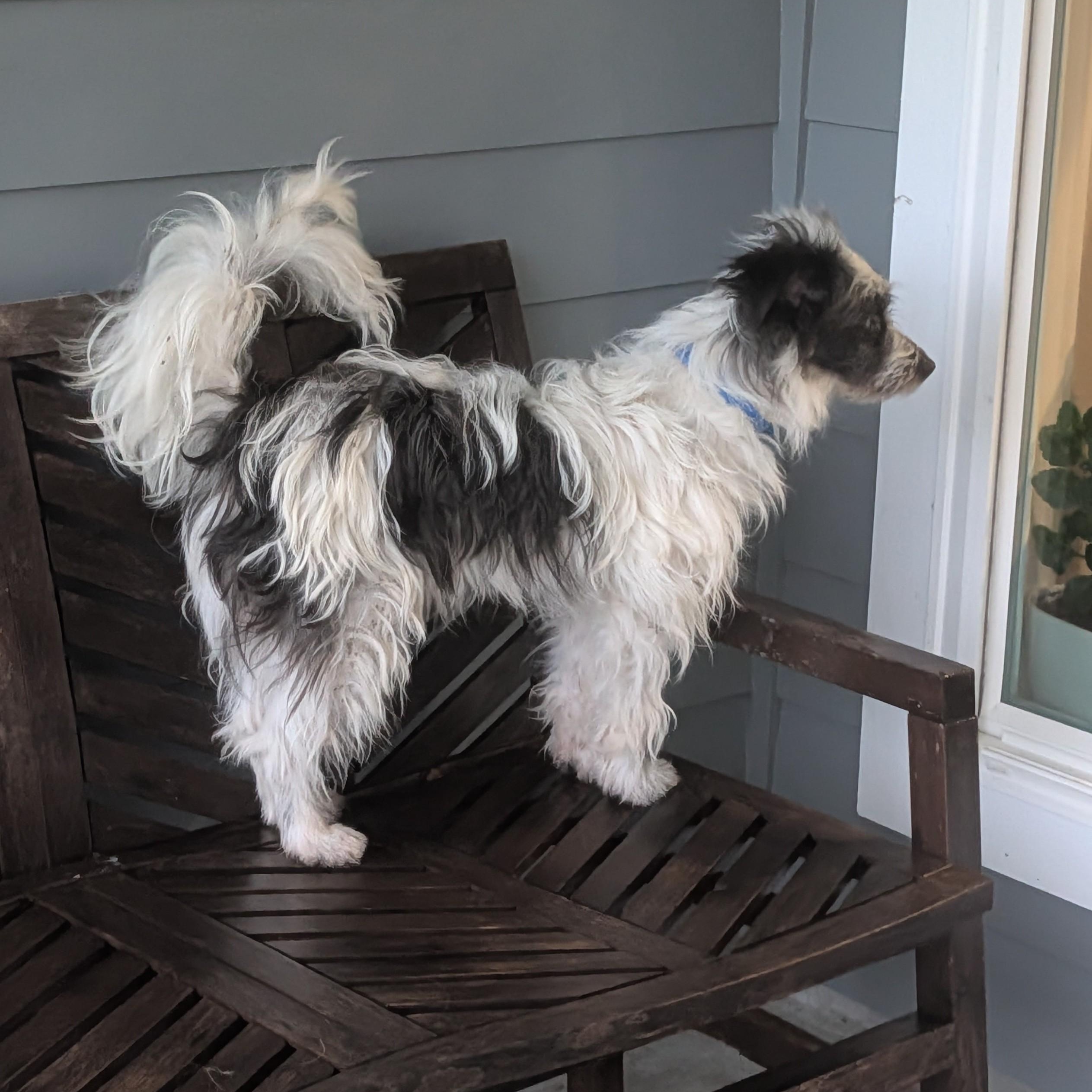 Swiss Roll, a Adoptable mixed breed in Baton Rouge, LA image 5/6