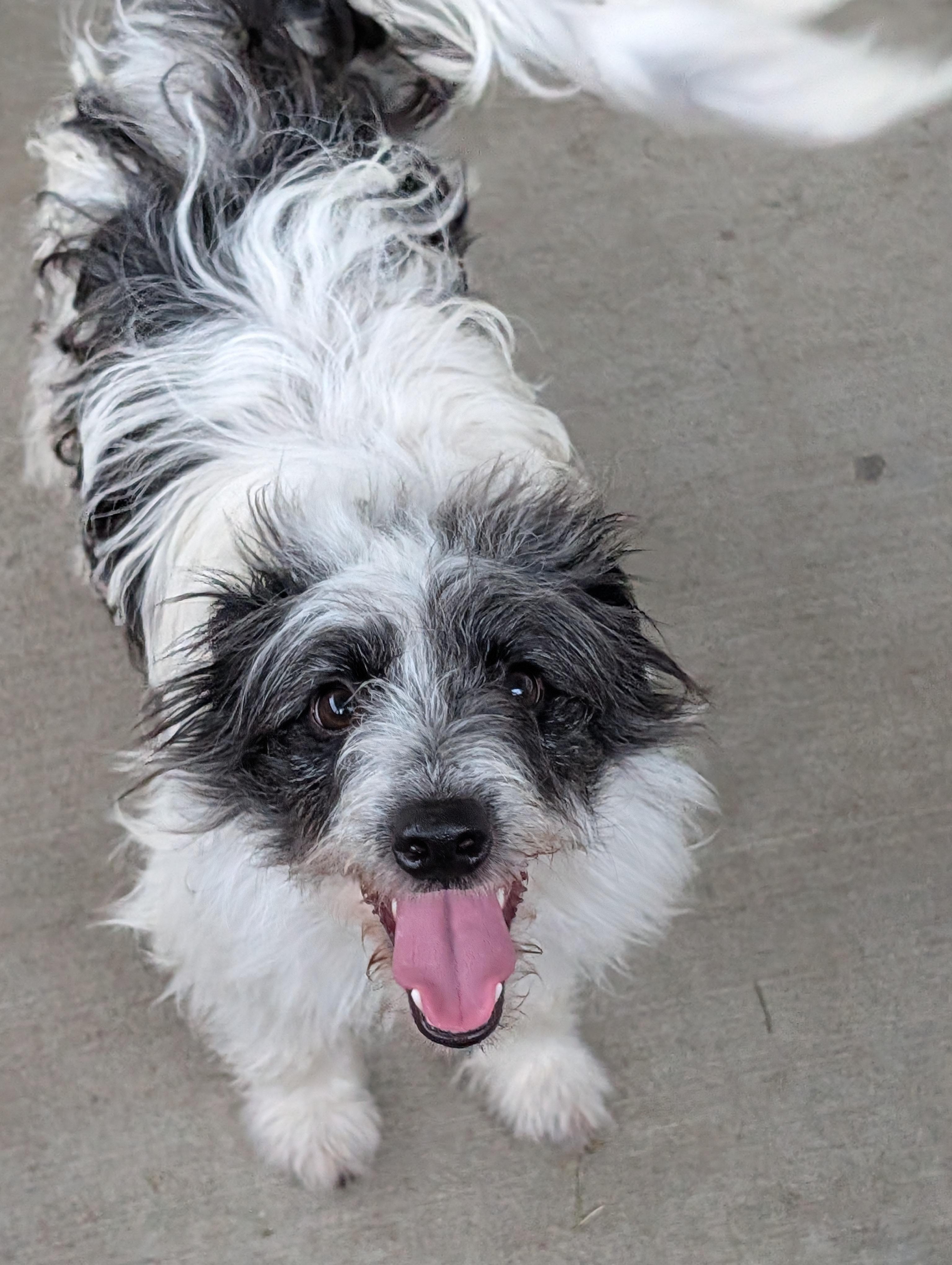 Swiss Roll, a Adoptable mixed breed in Baton Rouge, LA image 4/6