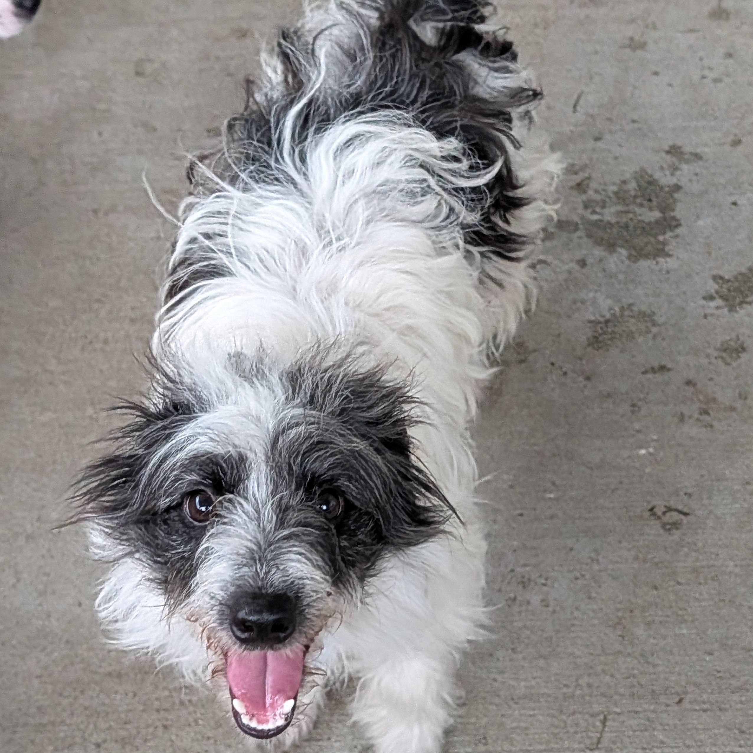Swiss Roll, a Adoptable mixed breed in Baton Rouge, LA image 3/6