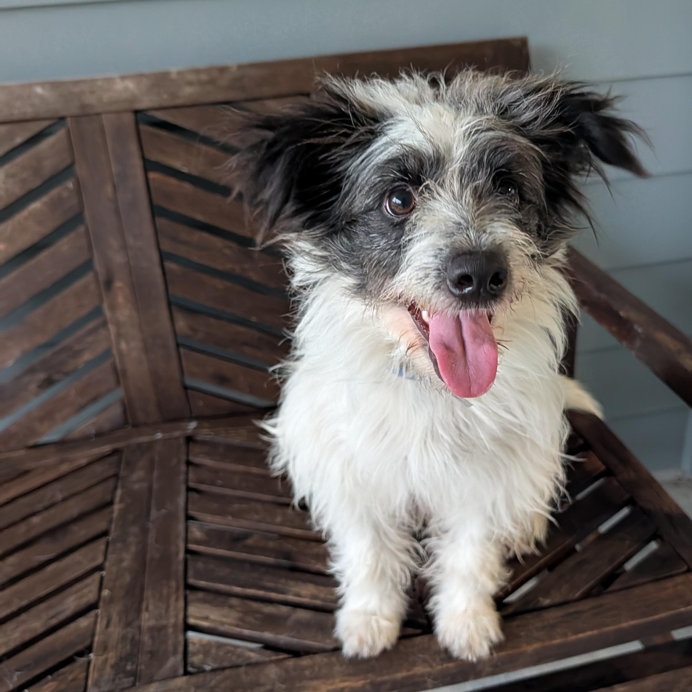 Swiss Roll, a Adoptable mixed breed in Baton Rouge, LA image 2/6