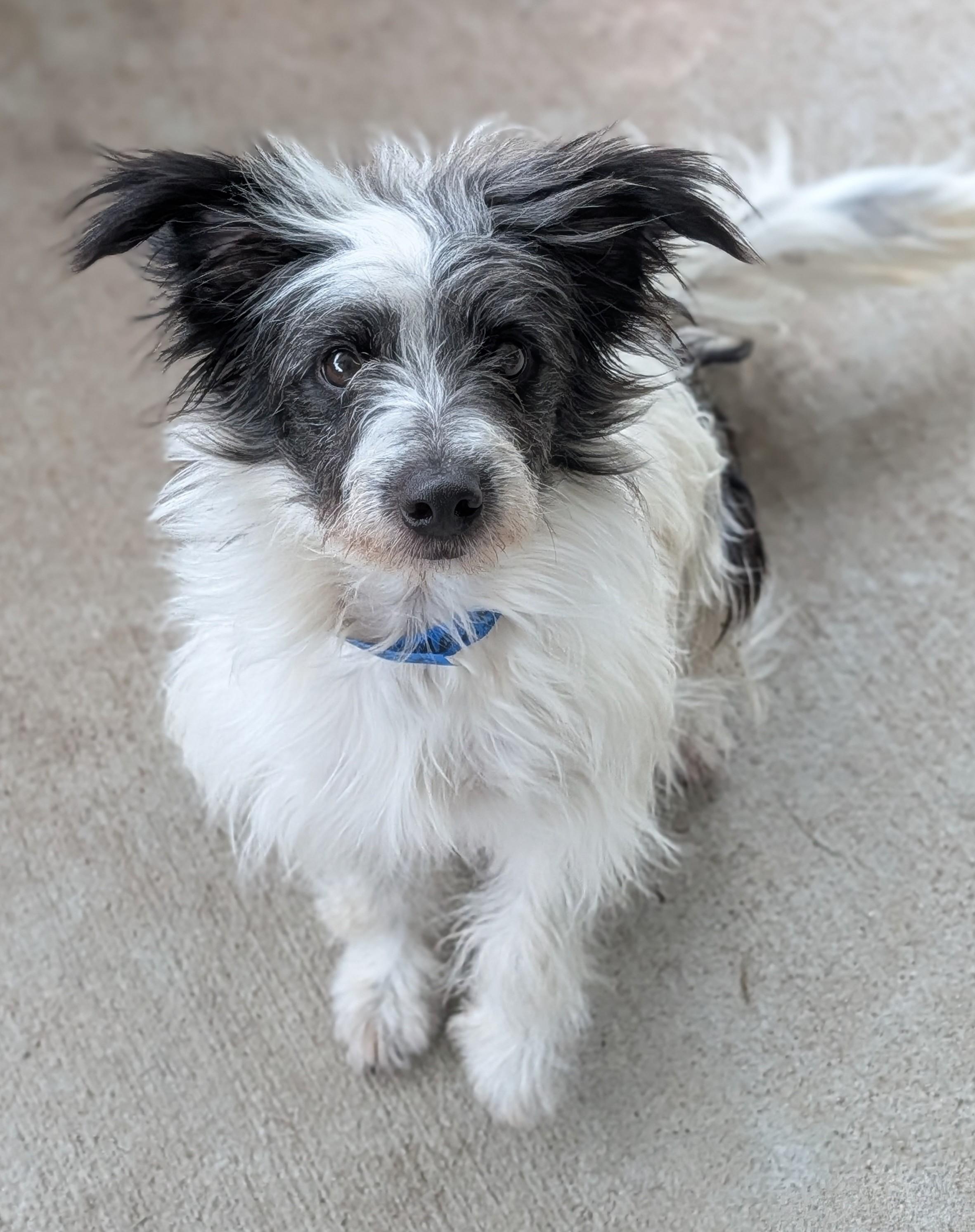 Swiss Roll, a Adoptable mixed breed in Baton Rouge, LA image 6/6