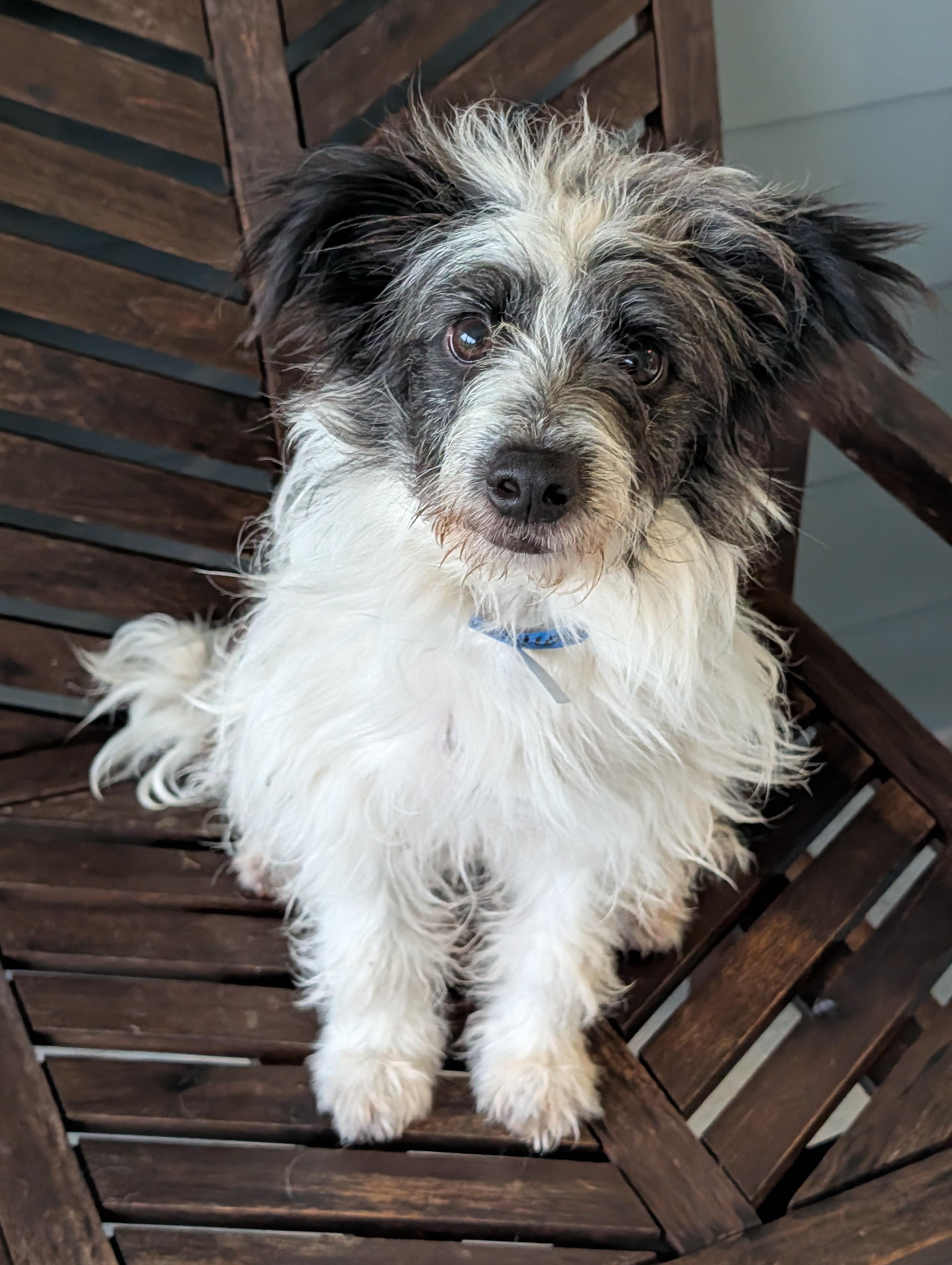 Swiss Roll, Adoptable, Young Male Wirehaired Terrier & Miniature Poodle.