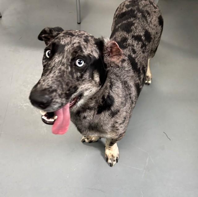 Enlarge Highland, an adoptable mixed breed in Hawk Point, MO image 3/3