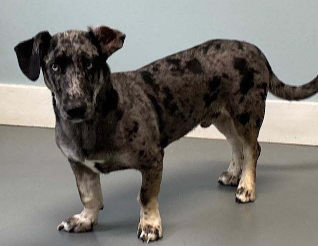 Enlarge Highland, an adoptable mixed breed in Hawk Point, MO image 1/3