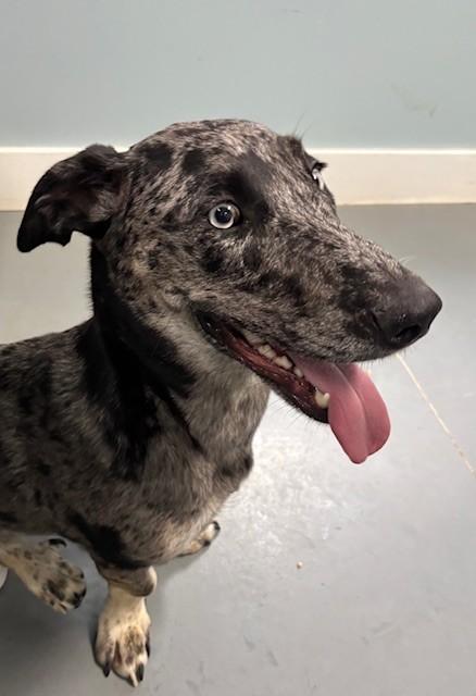 Enlarge Highland, an adoptable mixed breed in Hawk Point, MO image 2/3
