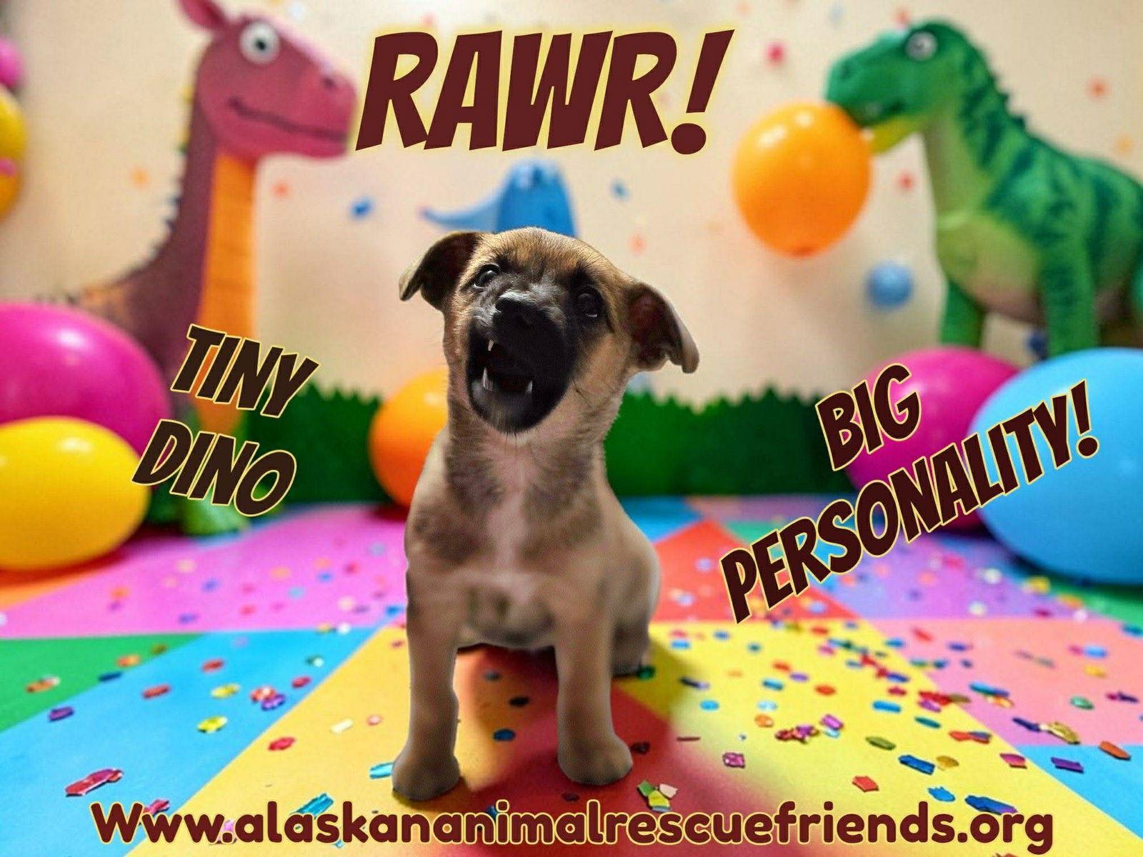 Enlarge Bray, a Adopted Chihuahua in Anchorage, AK image 1/2