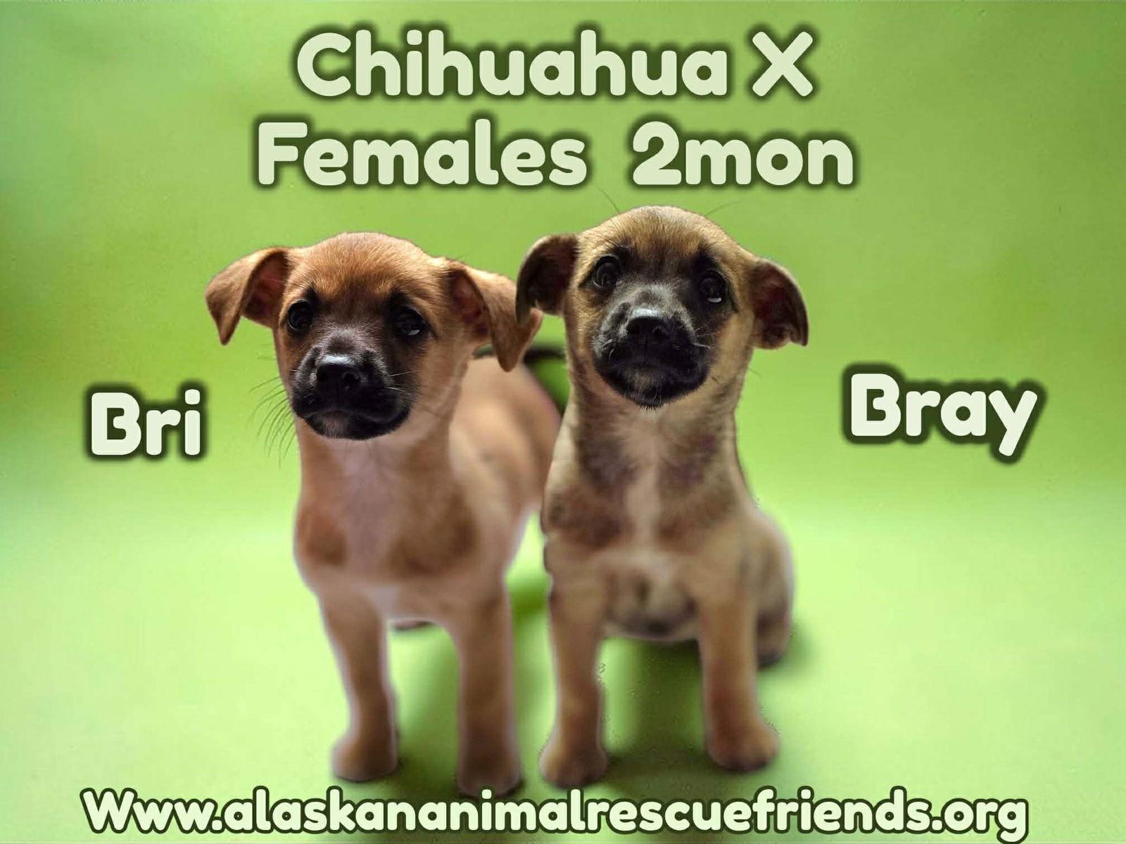 Enlarge Bray, a Adopted Chihuahua in Anchorage, AK image 2/2