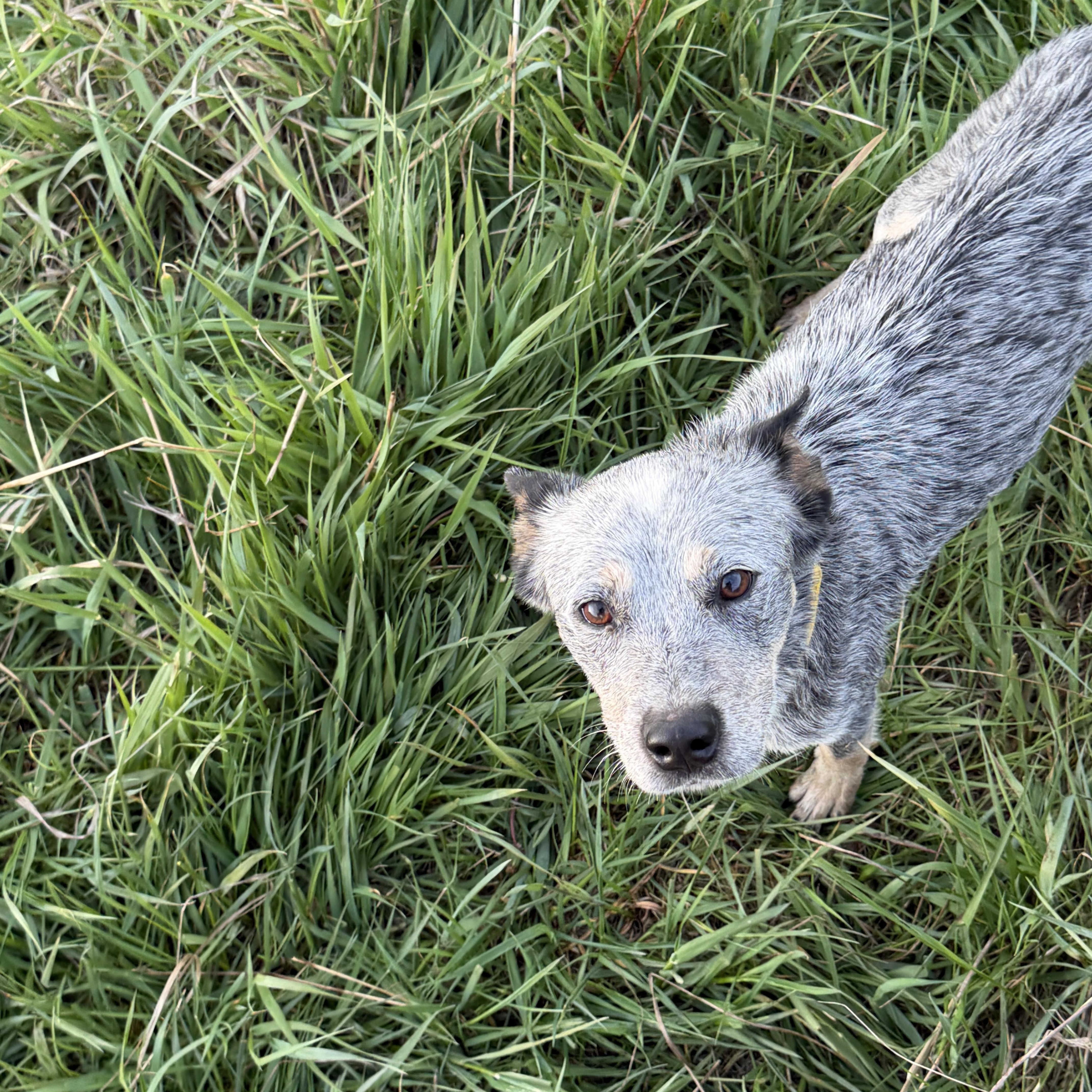 Gracie, an adopted Australian Cattle Dog / Blue Heeler in Plummer, ID image 1/2
