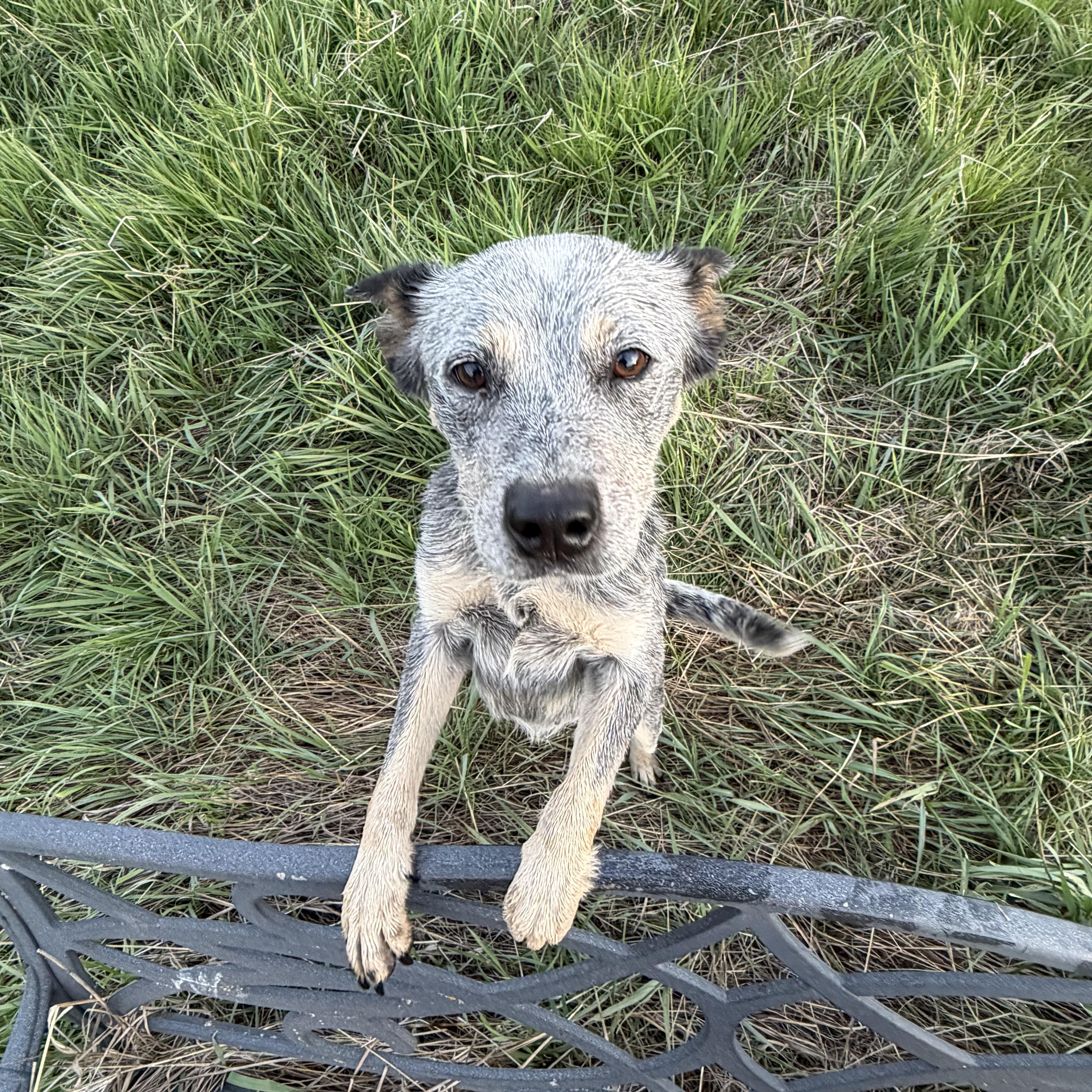 Gracie, an adopted Australian Cattle Dog / Blue Heeler in Plummer, ID image 2/2