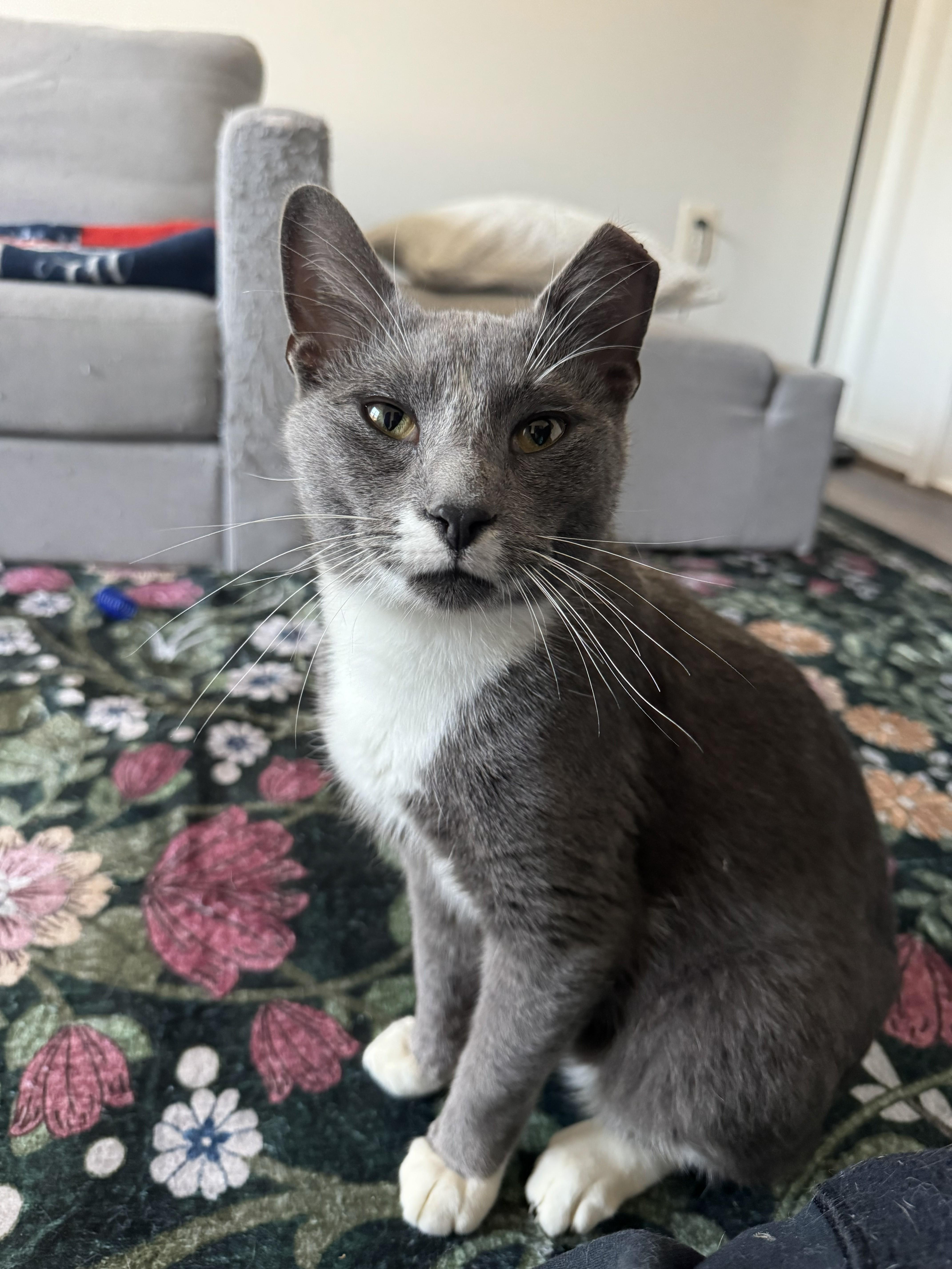 Gavin, adopted, Young Male Domestic Short Hair.