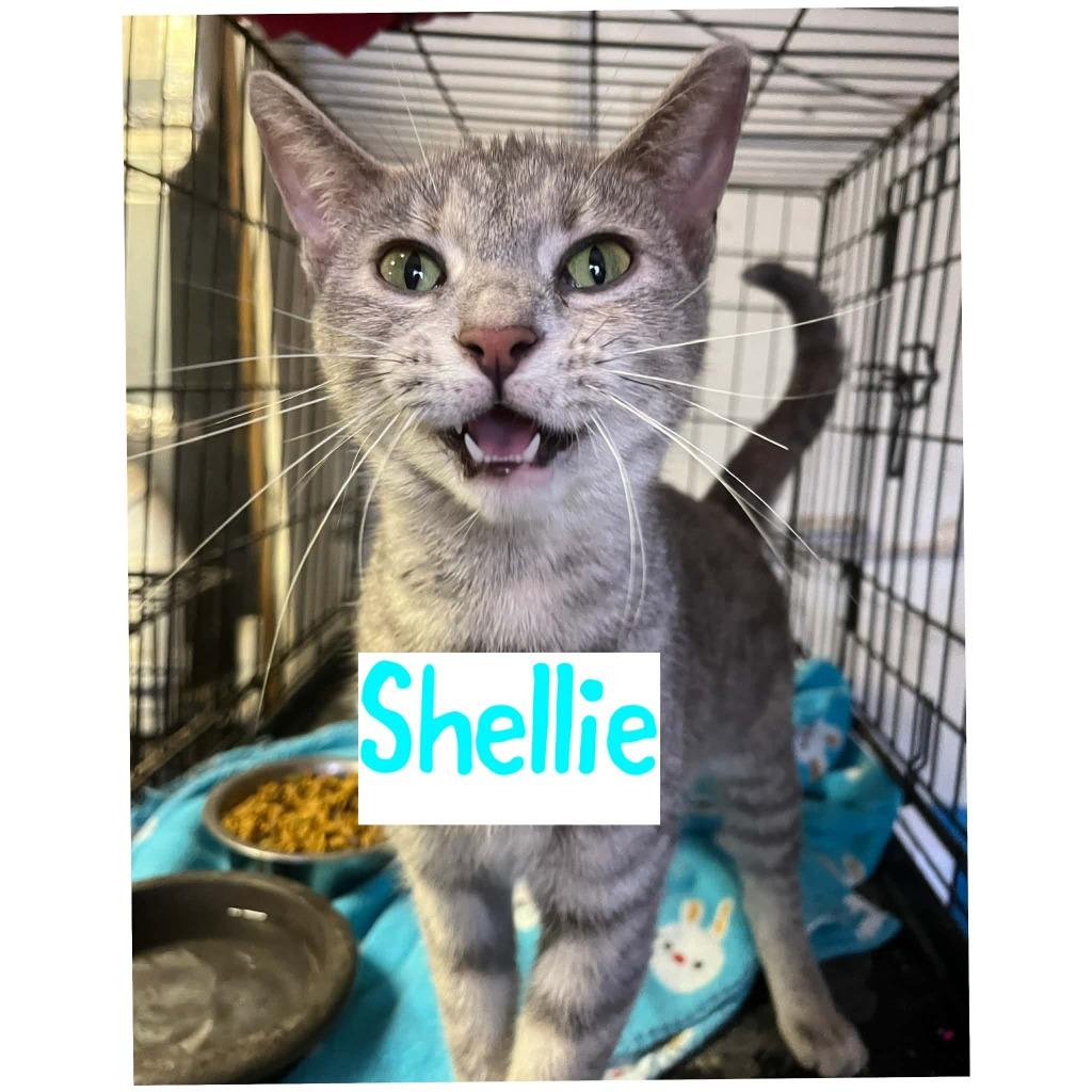 Shellie, Adoptable, Young Female Domestic Short Hair.