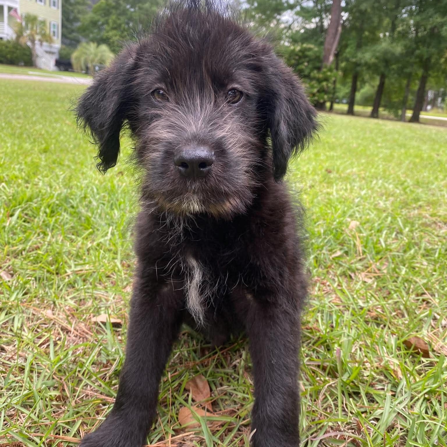 Otis, adopted, Puppy Male Wirehaired Terrier.