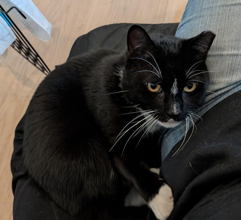 Bobby, Adoptable, Adult Male Tuxedo & Domestic Short Hair.