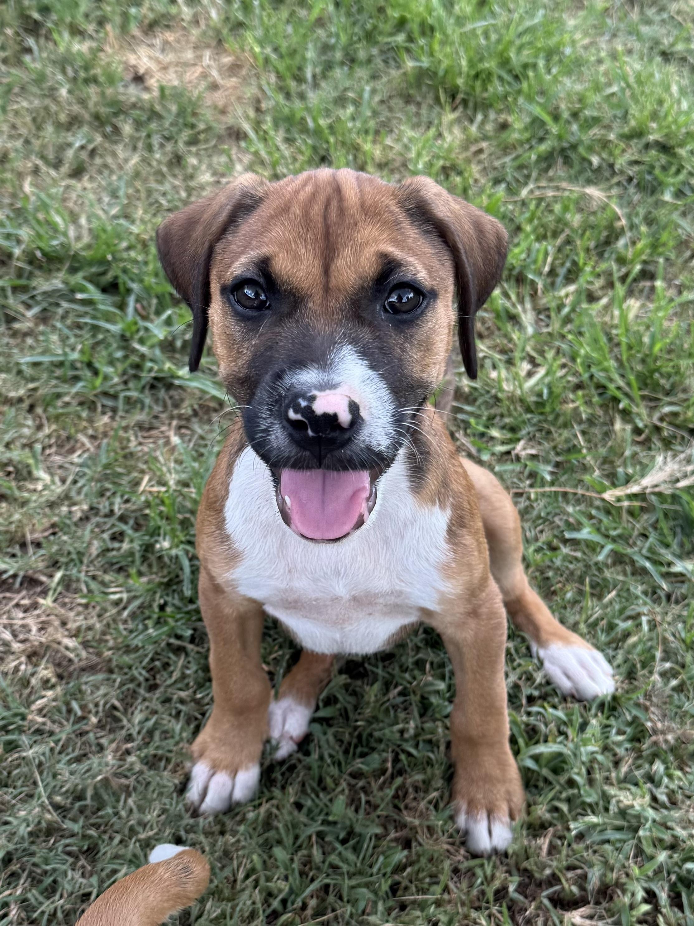 BINDI, ADOPTABLE, Puppy Female Terrier & Mixed Breed.