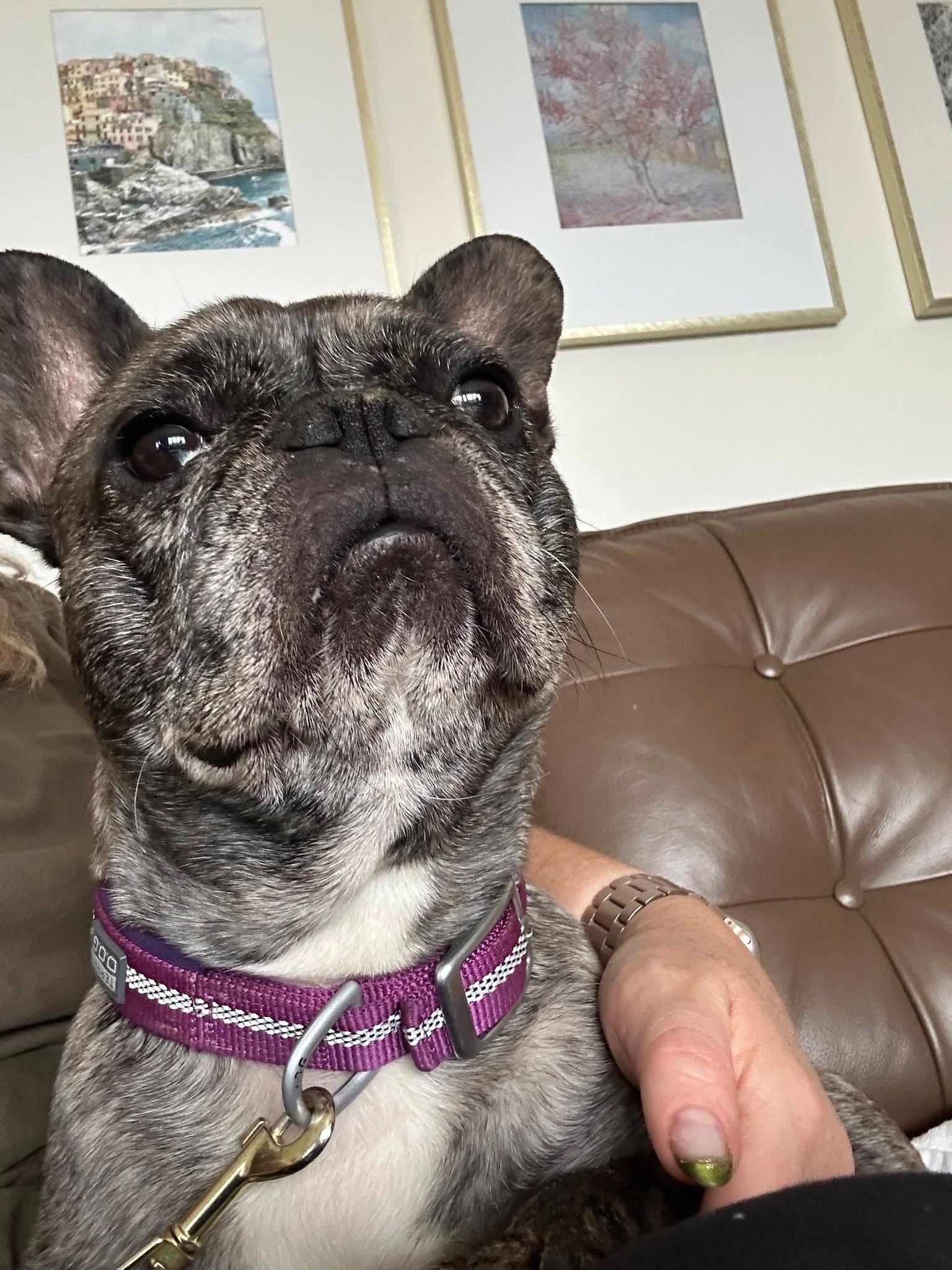 Enlarge Peggy, a Adoptable French Bulldog in Sioux City, IA image 2/6