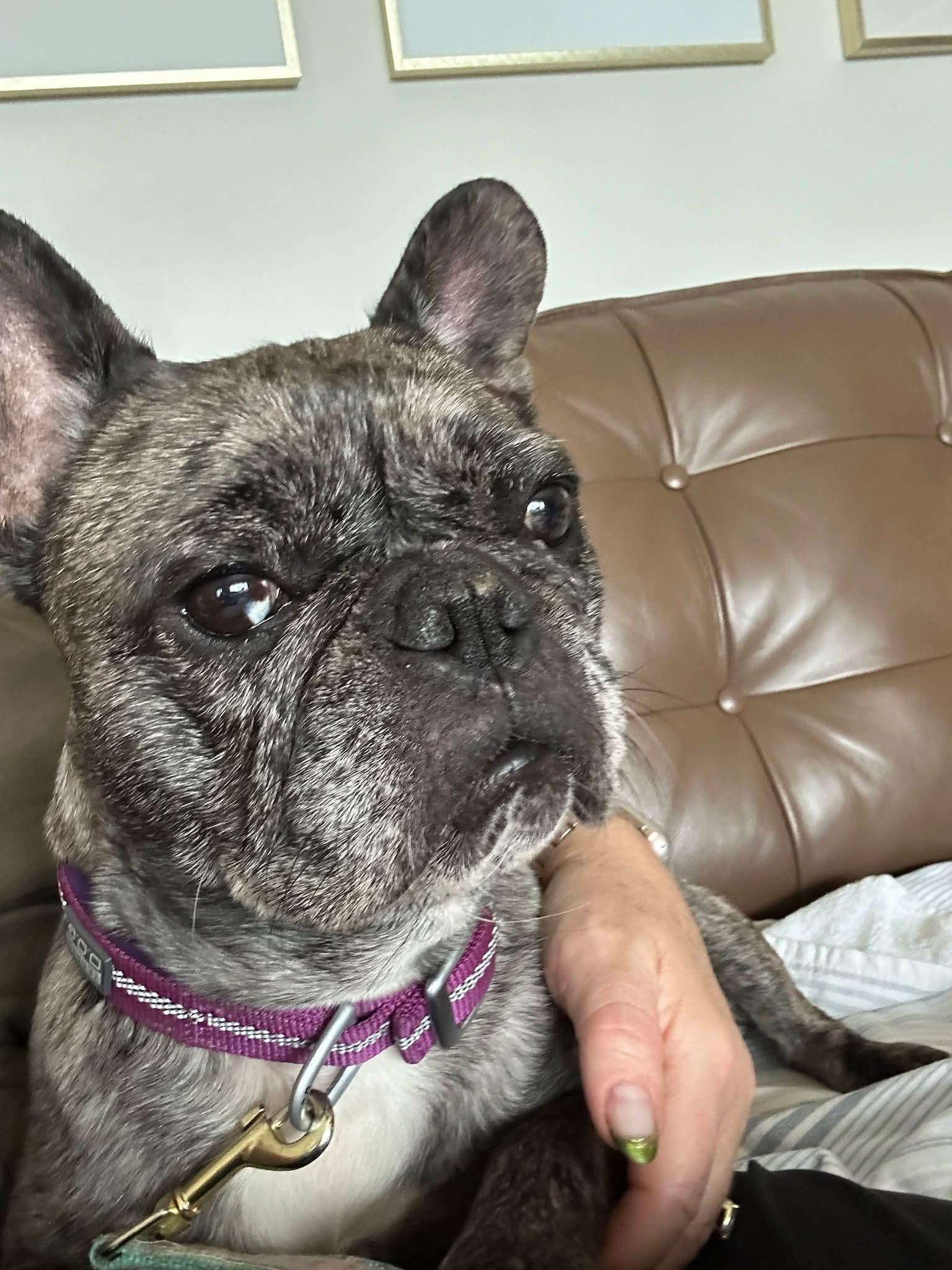 Enlarge Peggy, a Adoptable French Bulldog in Sioux City, IA image 3/6