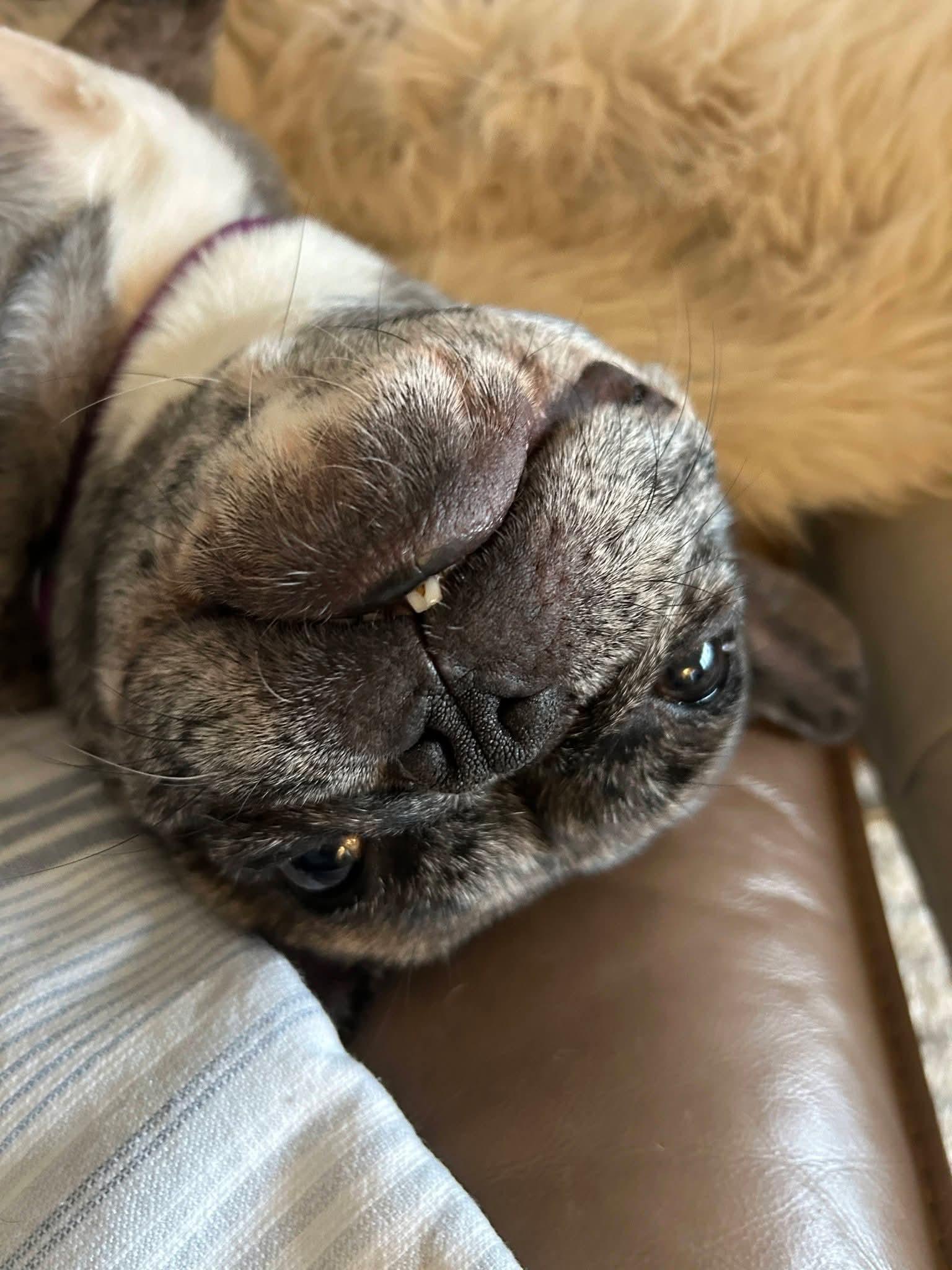 Enlarge Peggy, a Adoptable French Bulldog in Sioux City, IA image 4/6