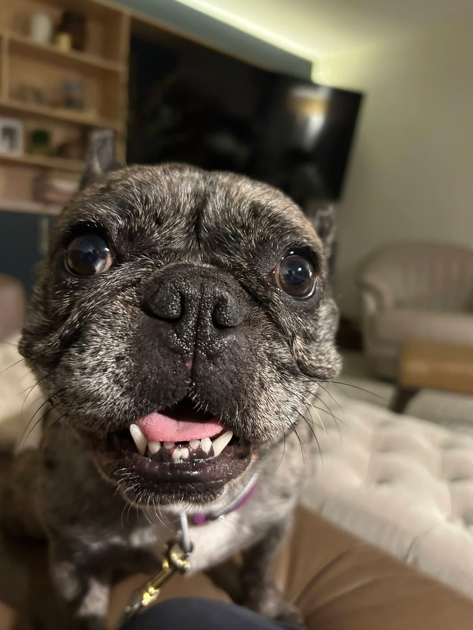 Enlarge Peggy, a Adoptable French Bulldog in Sioux City, IA image 5/6