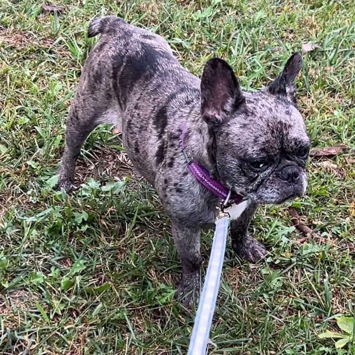 Enlarge Peggy, a Adoptable French Bulldog in Sioux City, IA image 1/6