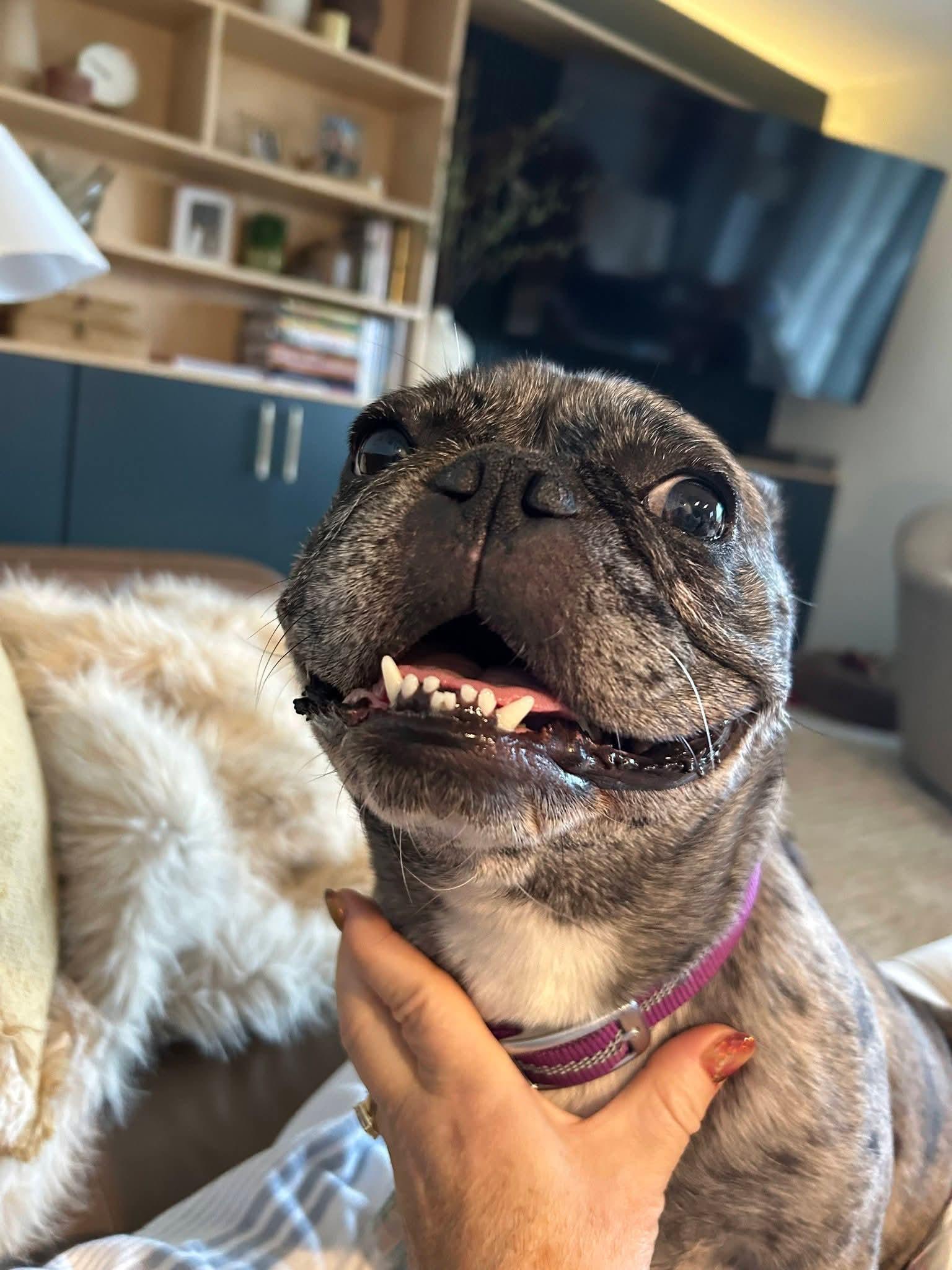 Enlarge Peggy, a Adoptable French Bulldog in Sioux City, IA image 6/6