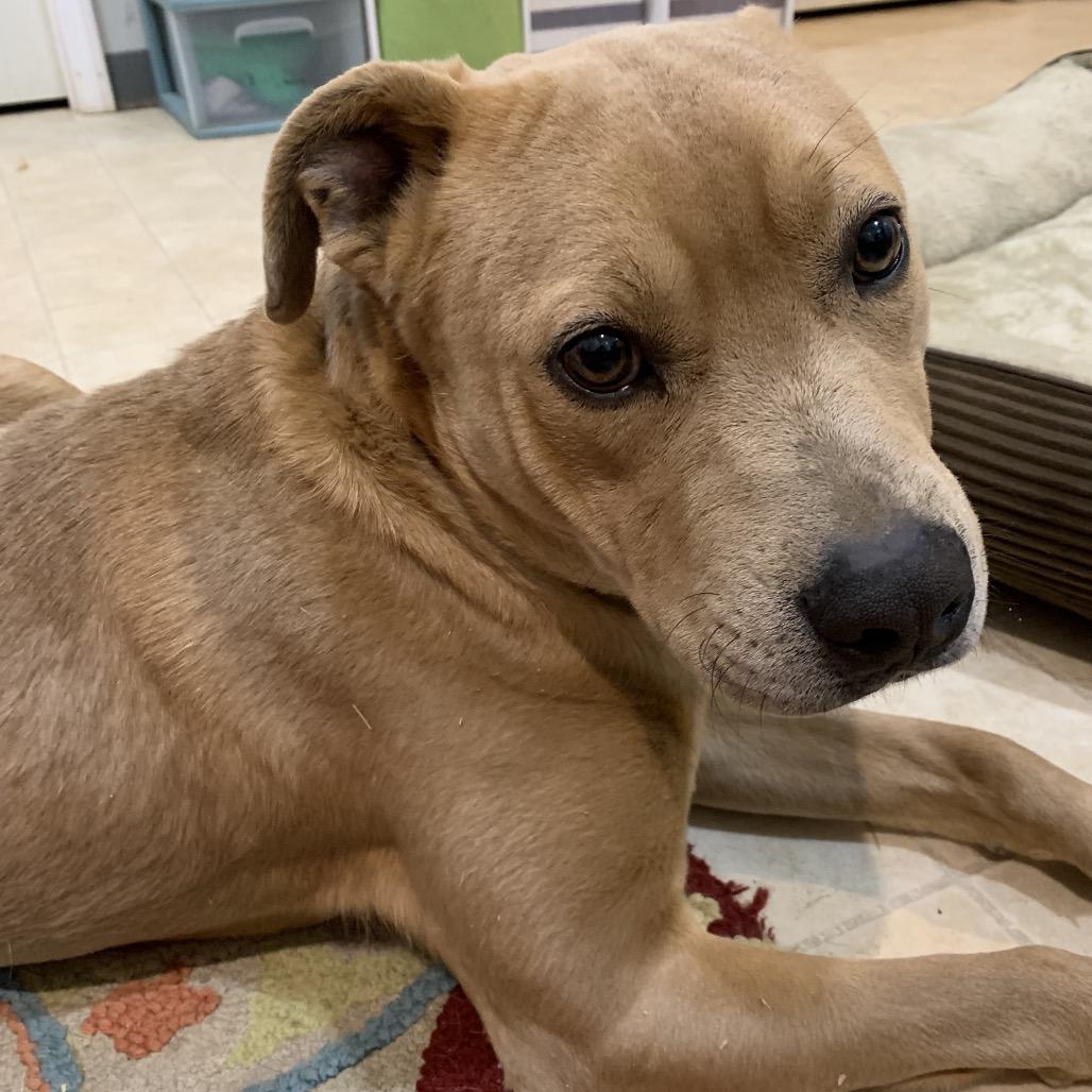 Branch, Adoptable, Adult Male Labrador Retriever & Mixed Breed.